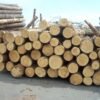 Kayu Sengon & Alba (Industrial Softwood) - Bahan Baku Pallet & Plywood
