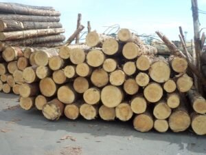 Kayu Sengon & Alba (Industrial Softwood) - Bahan Baku Pallet & Plywood