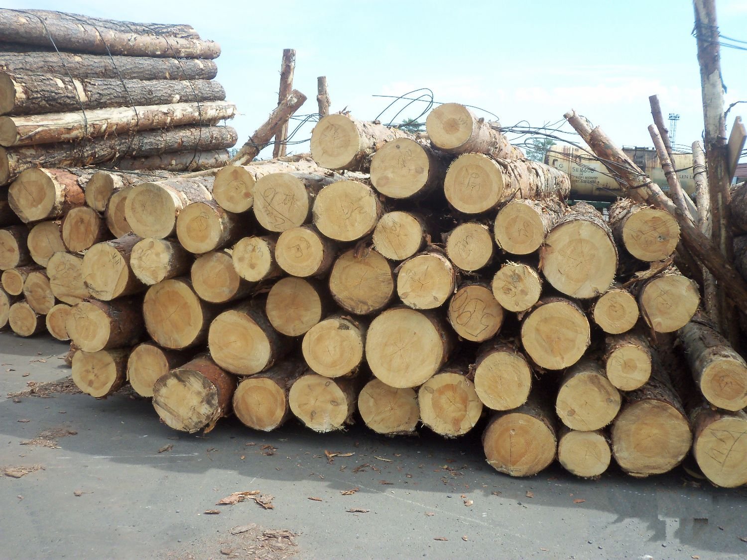 Kayu Sengon & Alba (Industrial Softwood) - Bahan Baku Pallet & Plywood