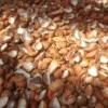 Kelapa Tua Unggul (Premium Mature Coconut) - Grade A Ekspor & Industri