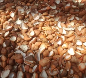 Kelapa Tua Unggul (Premium Mature Coconut) - Grade A Ekspor & Industri