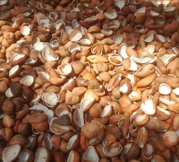 Kelapa Tua Unggul (Premium Mature Coconut) - Grade A Ekspor & Industri
