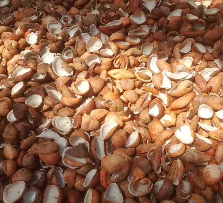 Kelapa Tua Unggul (Premium Mature Coconut) - Grade A Ekspor & Industri