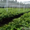 Bibit Pohon Unggul (Premium Tree Seeds & Seedlings) - Siap Tanam