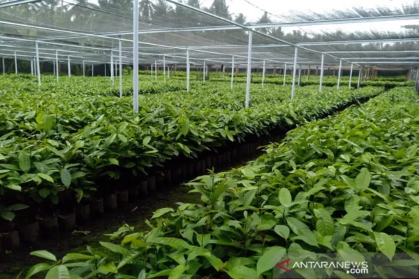 Bibit Pohon Unggul (Premium Tree Seeds & Seedlings) - Siap Tanam