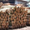 Kayu Jabon & Gamelina (Premium Softwood) - Log & Sawn Timber Quality
