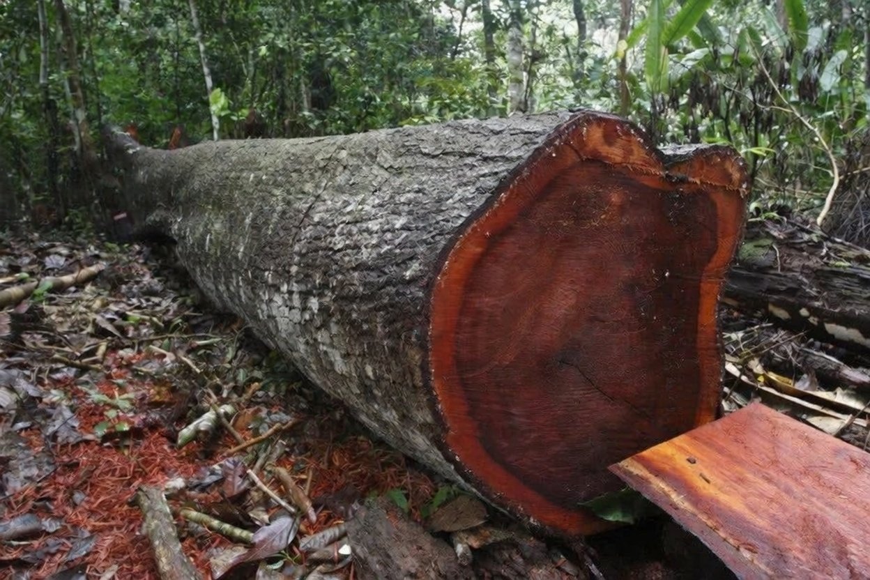 Utama Kayu Mahoni