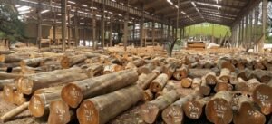 Kayu Jati & Mahoni Premium (High-Quality Teak & Mahogany) - Standar Ekspor & Konstruksi Mewah