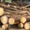 Kayu Sengon & Alba (Industrial Softwood) - Bahan Baku Pallet & Plywood