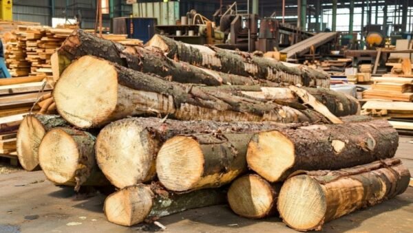 Kayu Sengon & Alba (Industrial Softwood) - Bahan Baku Pallet & Plywood