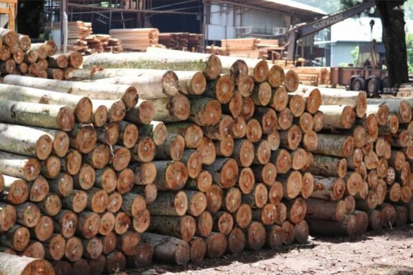 Kayu Jabon & Gamelina (Premium Softwood) - Log & Sawn Timber Quality