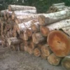 Kayu Sengon & Alba (Industrial Softwood) - Bahan Baku Pallet & Plywood