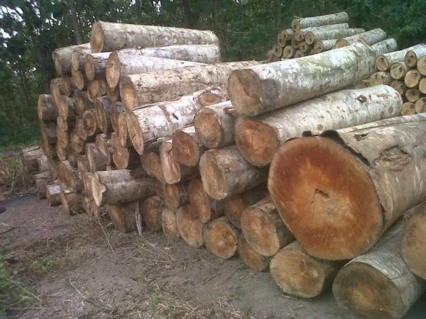 Kayu Sengon & Alba (Industrial Softwood) - Bahan Baku Pallet & Plywood