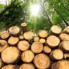 Kayu Meranti Pilihan (Premium Meranti Wood) - Material Interior & Bangunan Presisi