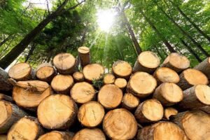 Kayu Meranti Pilihan (Premium Meranti Wood) - Material Interior & Bangunan Presisi
