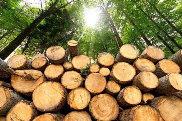 Kayu Meranti Pilihan (Premium Meranti Wood) - Material Interior & Bangunan Presisi