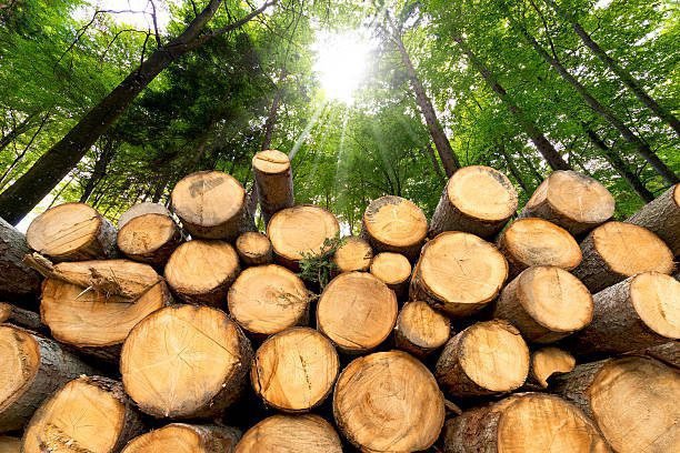 Kayu Meranti Pilihan (Premium Meranti Wood) - Material Interior & Bangunan Presisi