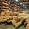 Kayu Jabon & Gamelina (Premium Softwood) - Log & Sawn Timber Quality