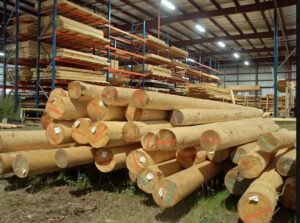 Kayu Jabon & Gamelina (Premium Softwood) - Log & Sawn Timber Quality